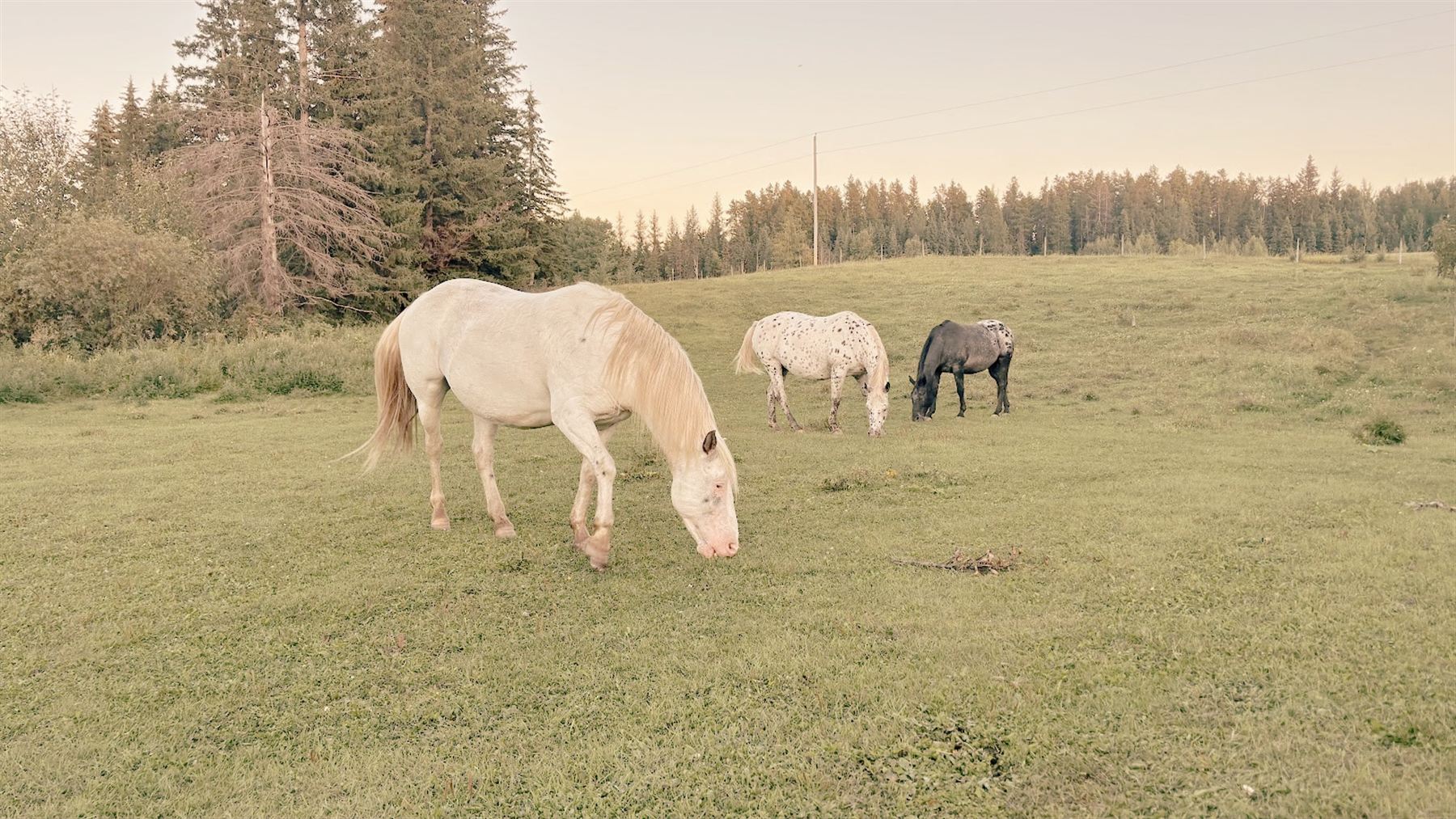 Three horses grazing in a quiet Braver Ground pasture at dusk, with spruce trees behind them