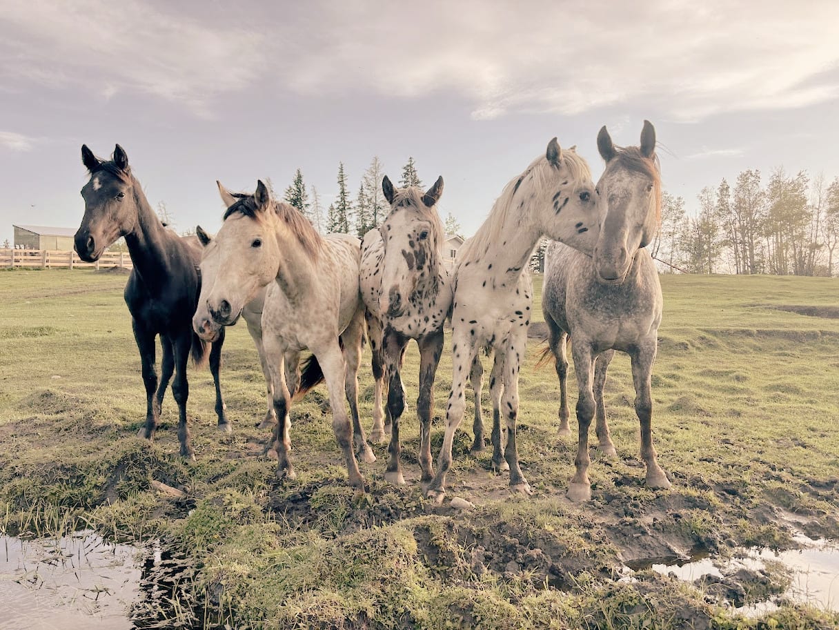 Horses grazing in an Alberta pasture for Braver Ground clinical and community program partnerships