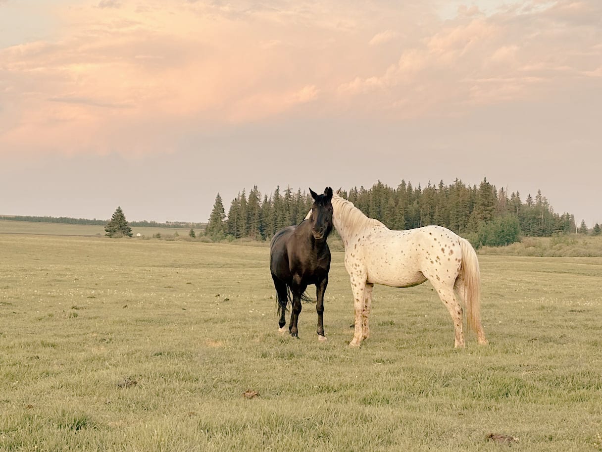 Two horses standing together in a pasture for small group equine-assisted learning programs