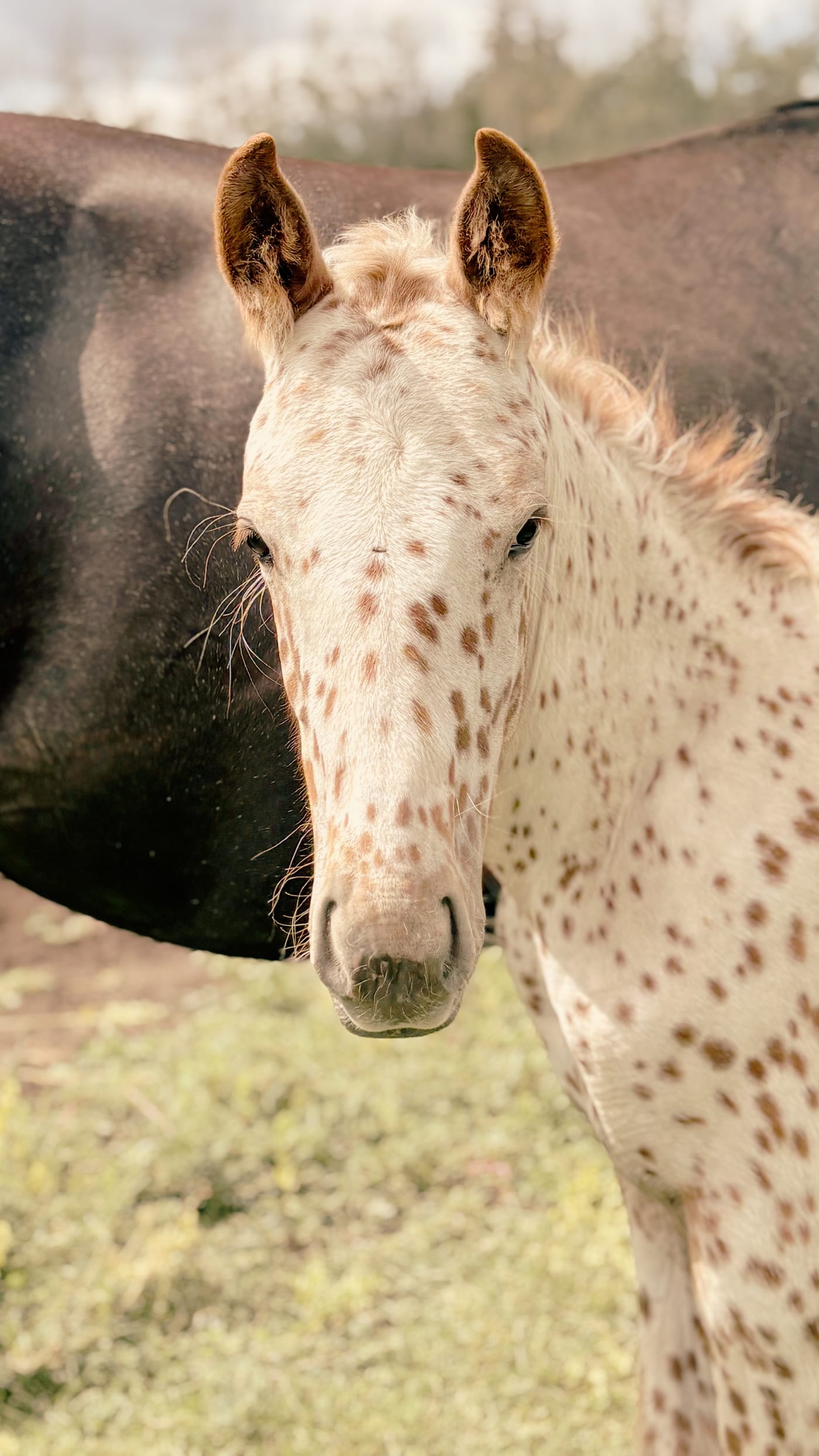 Horse standing calmly in a pasture for individual equine-assisted learning programs in Mayerthorpe Alberta
