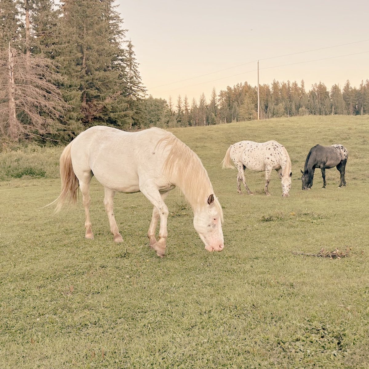 White horse grazing in a pasture for the Authentic You equine-assisted workshop at Braver Ground